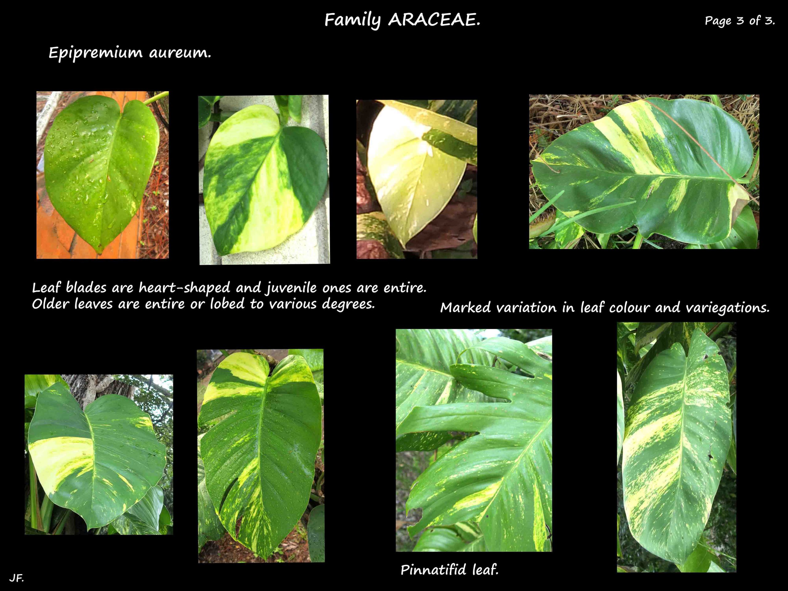 3 Epipremium aureum leaf shapes & colour patterns